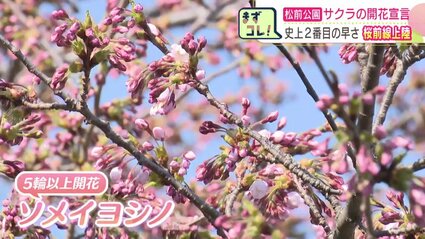 桜前線】北海道に到達 独自観測を実施している北海道南部の松前町で