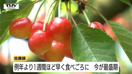 さくらんぼ狩り最盛期 観光果樹園にぎわう 今年は豊作、いっぱい食べて