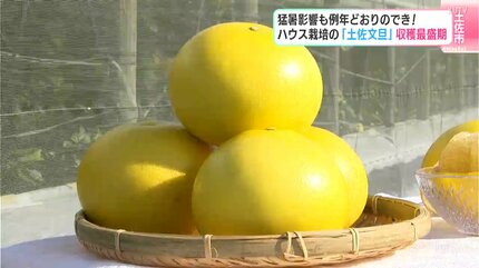 おいしい温室土佐文旦、食べてやー」猛暑影響も例年通りのでき！ハウス