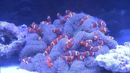 カクレクマノミにチンアナゴ 夏の夜の海をイメージした空間におよそ80
