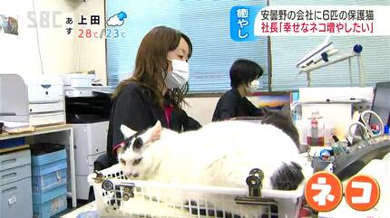 うちの会社は猫優先なんで…」迷い込んだ子猫が住み始めて