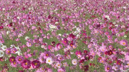 2000万本のコスモスが見頃 「三光コスモス祭り」開幕 大分 | 大分の
