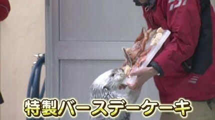 ラッコの「メイちゃん」21歳の誕生日 人間なら約90歳 カニやホタテの