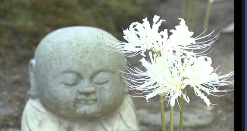 白いヒガンバナが“願掛け寺”で2週間ほど早く開花 9月下旬に見ごろ|TBS NEWS DIG