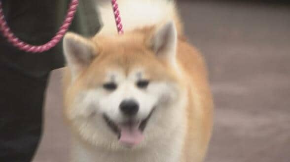 “最も秋田犬”らしさナンバーワンは？全国から47匹が集結　個性豊かな美しさを競う展覧会　富山　|　富山のニュース｜天気・防災｜チューリップテレビ