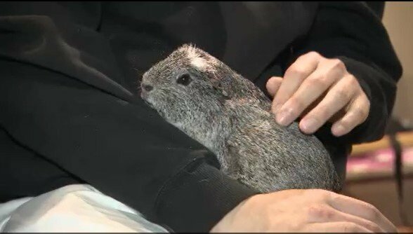 動物には「ある事情」が…「より多くの動物を保護していけたら…」大学生が長野市内にモルモットやインコなどの小動物と触れ合える施設…友人は「ここまで動物に思いがあるなんて…」とリスペクト　|　SBC NEWS | 長野のニュース | SBC信越放送