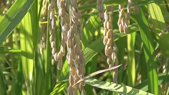 暑さに強い「にじのきらめき」 取り扱い量を5倍以上に増加するJAも 収穫時期の早さもポイント 山梨|TBS NEWS DIG