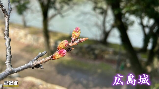 広島 桜の開花発表 過去2番目の早さ 一方広島城の桜は?|TBS NEWS DIG