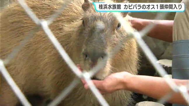 桂浜水族館 カピバラのオス1頭が仲間入り 6日から一般公開|TBS NEWS DIG