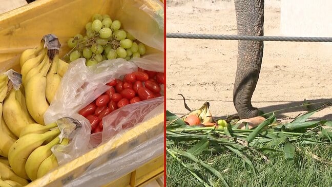 ゾウにシャインマスカット！？規格外の果物・野菜がエサに　食品ロス削減×コストダウン　動物園とコストコが連携　福岡市|TBS NEWS DIG