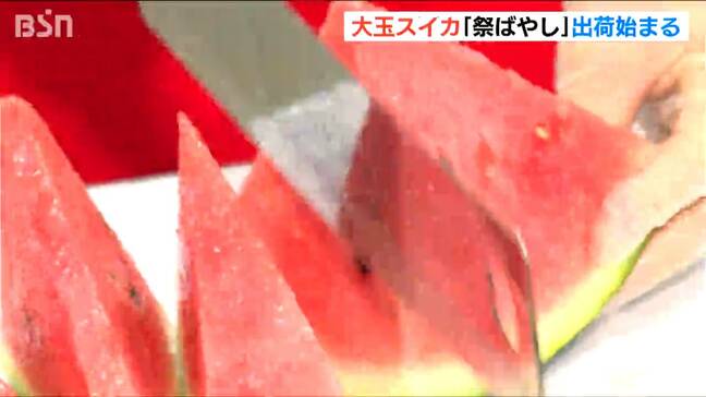 「強い甘みとシャリシャリ感が抜群」新潟県産大玉スイカ『祭ばやし』の出荷始まる|TBS NEWS DIG
