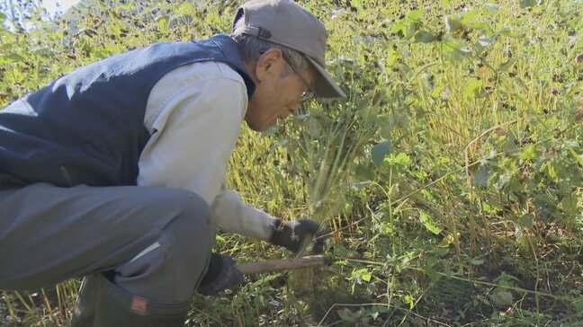 郷土食“御嶽蕎麦”　住民グループが刈り入れ　生産量の減少を受け今年から栽培　山梨|TBS NEWS DIG