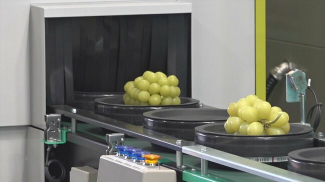 「おいしいがさらに確実」ブドウの品質を自動選別　AIやカメラ、センサー搭載　国内で初の選果機　山梨|TBS NEWS DIG