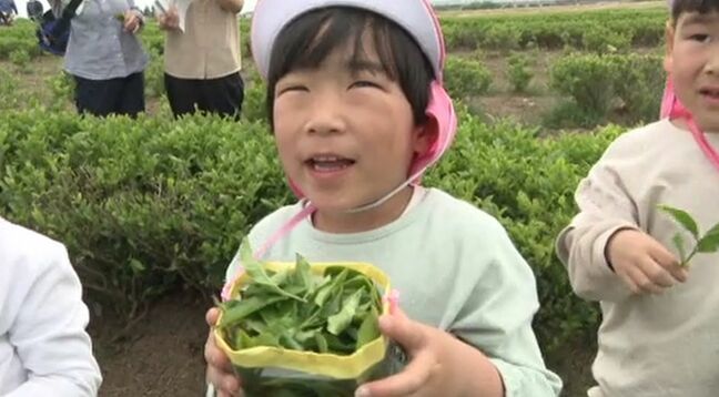 茶摘みを体験した園児や児童は「いいにおい」 石川県内で唯一の茶の産地 加賀市で新茶の刈り取り始まる　|TBS NEWS DIG