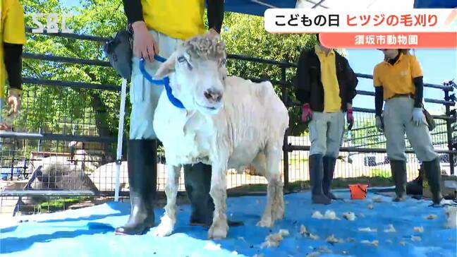「めちゃくちゃモコモコだった!」須坂市の動物園 子どもたちがヒツジの毛刈りに挑戦 長野|TBS NEWS DIG