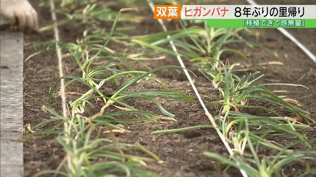 「感無量」原発事故で移植のヒガンバナ　8年ぶり里帰り　福島・双葉町|TBS NEWS DIG