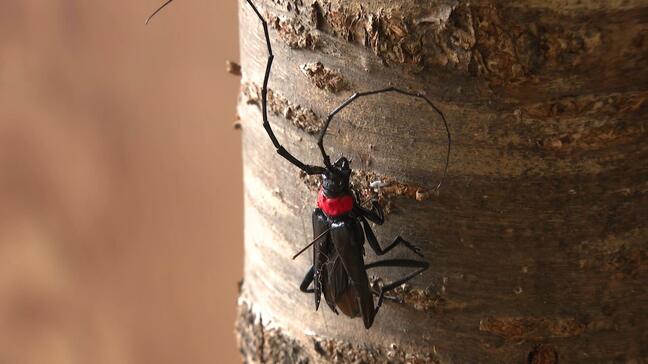 桜など食い荒らす特定外来種「クビアカツヤカミキリ」　駆除方法など学ぶ講習会　兵庫・朝来市|TBS NEWS DIG