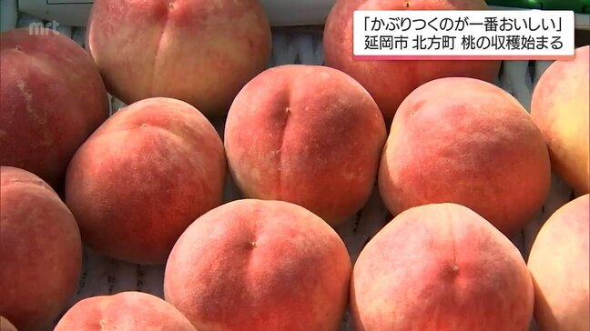 初夏の味覚　桃の収穫が延岡市北方町で始まる|TBS NEWS DIG