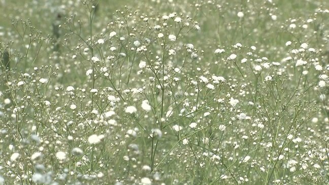 カスミソウが出荷のピーク迎える　高原の気候を生かして夏も収穫　大分・九重町|TBS NEWS DIG