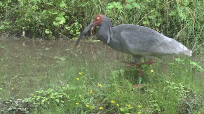 子どもたちがトキの生態学ぶ「餌のカエルとミミズはどこに？」石川県能美市・いしかわ動物園|TBS NEWS DIG