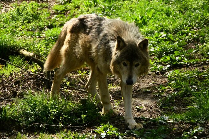 「恐妻家」シートン逝く…シンリンオオカミの展示はメスのノンノだけに 富山市ファミリーパーク　|　富山のニュース｜天気・防災｜チューリップテレビ