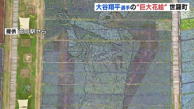 「華があるから」大谷翔平選手の巨大な花絵　３万株の花で豪快なフルスイングを表現|TBS NEWS DIG