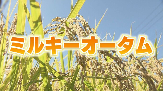期待の新品種「ミルキーオータム」どんなコメ？冷めてもおいしく成熟遅い　|　福島のニュース│TUF