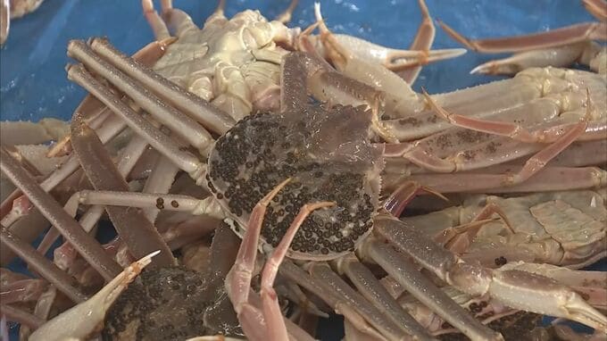 ズワイガニ漁　日本海側1府6県の「漁獲可能量」が昨シーズンより約300トン増加　鳥取県は49トン増加　|　BSSニュース | BSS山陰放送
