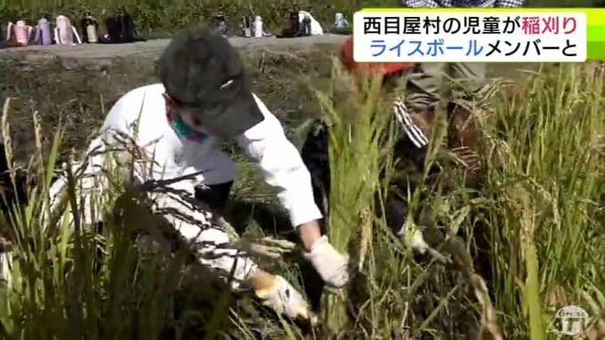 小学生が「ライスボール」のメンバーたちと稲刈り体験　秋晴れのなか黄金色に輝く稲を丁寧に刈り取り「農家さんに感謝しながら食べたい」　青森県西目屋村|TBS NEWS DIG