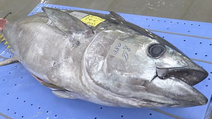 「景気づけの良い金額が入った」新春恒例マグロの初セリ　一番マグロは通常価格の5倍に|TBS NEWS DIG