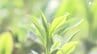 一番茶の生産量で静岡県が1位に 鹿児島県を抜いて首位となるのは2年ぶり「抹茶ブーム」も追い風　|　静岡のニュース | SBSNEWS | 静岡放送