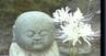 白いヒガンバナが“願掛け寺”で2週間ほど早く開花 9月下旬に見ごろ　|　石川県のニュース｜MRO北陸放送