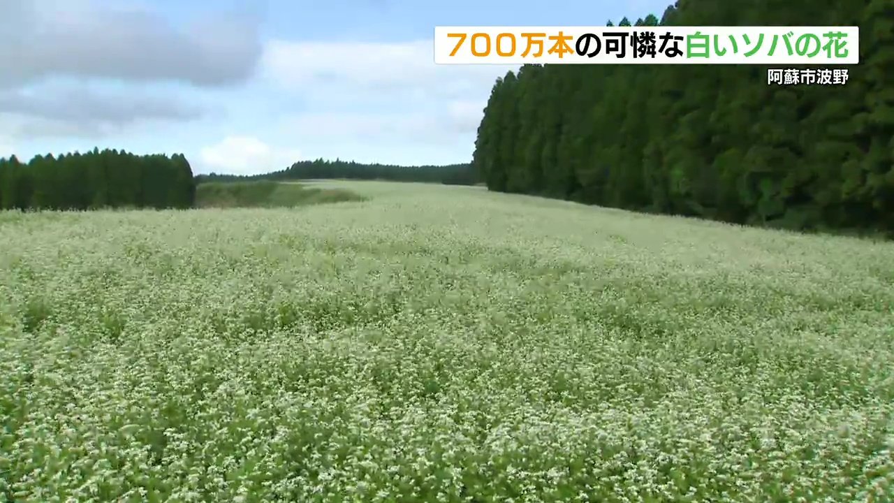 一面に広がる純白の花 700万本のソバの花満開 熊本のニュース Rkk熊本放送