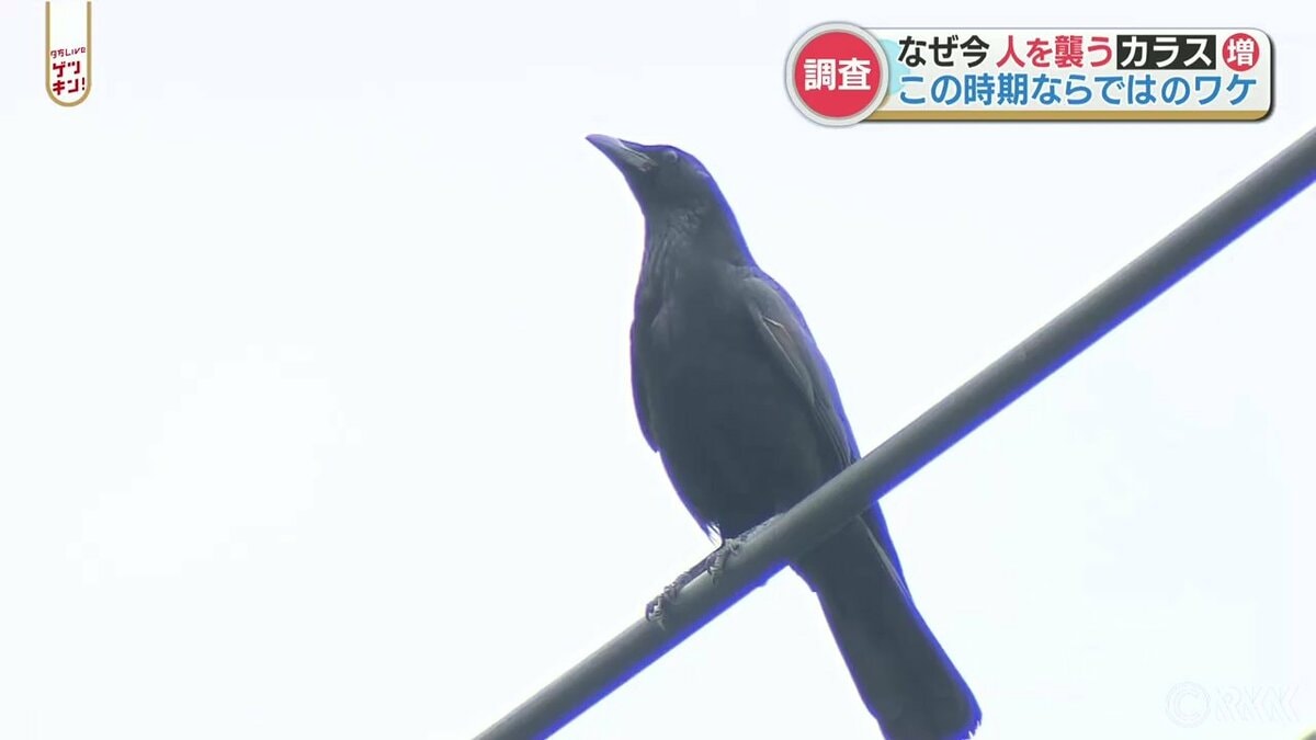 なぜカラスは人を襲う 冬場に追い払ったカラスとは別 専門家に聞きました Tbs News Dig 1ページ