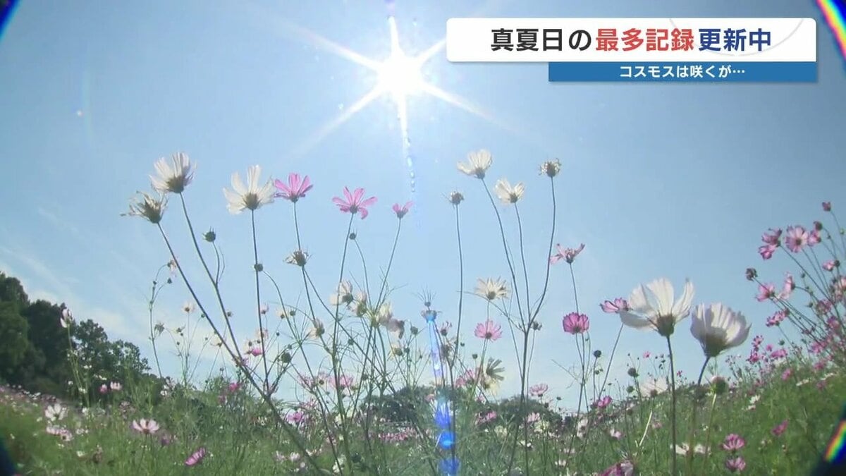 10月折り返しで30℃超 109回目の真夏日で記録更新中・・・暑い！ 秋桜に