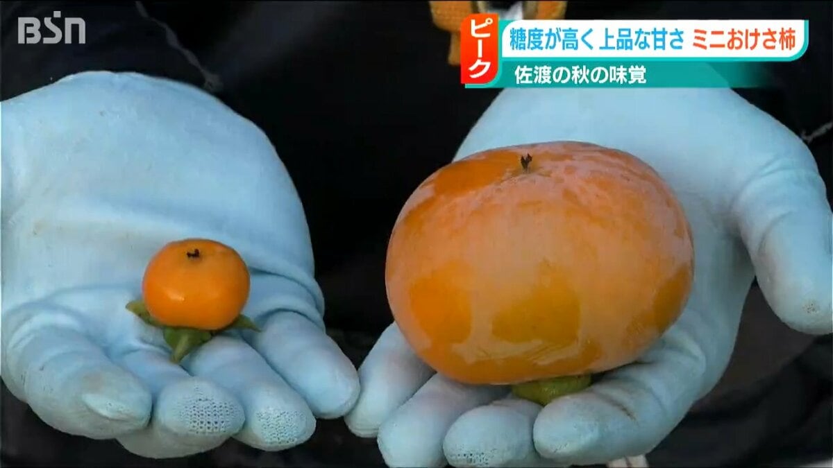 本当に甘くておいしい柿ができた」通常の6分の1サイズ？“ミニ”おけさ柿