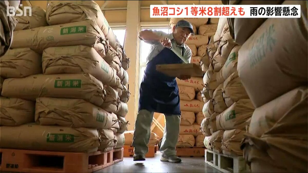 サムネイル_魚沼産コシヒカリ検査 1等米比率は8割以上も長雨で稲刈り遅れると品質や収量の低下が懸念