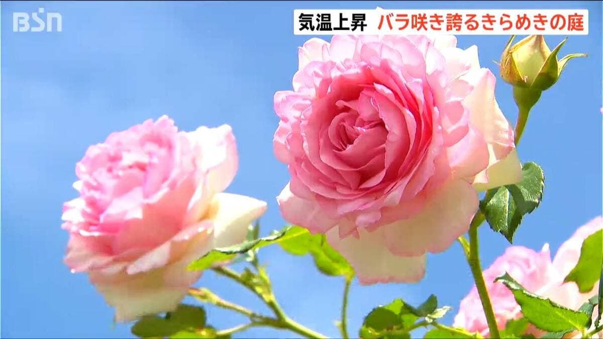 サムネイル_新潟県内各地で夏日　新潟市では「春のばらまつり」開幕　早咲きは満開に　新潟・中央区