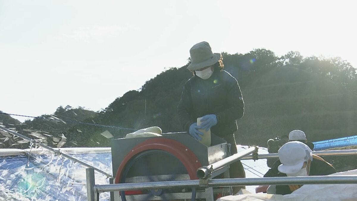 寒風と太陽光が育む“独特な歯ごたえと甘み” 切り干し大根作り最盛期 3月までに約4トン出荷へ 三重・御浜町