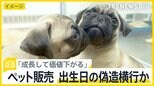 「成長して価値下がる」子猫・子犬の出生日偽造が横行？生後8週以下の販売禁止も…【news23】|TBS NEWS DIG