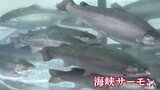 サーモンつかみどり！「刺し身にして食べようかな」大畑海峡サーモン祭りにぎわう　青森県むつ市|TBS NEWS DIG