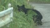 ツキノワグマ出没件数711件　2年ぶりに警報　被害大幅増で青森県が警戒呼びかけ|TBS NEWS DIG