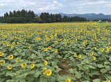 50万本のひまわりが咲き誇る「津南ひまわり広場2023」今年もスタート 新潟・津南町|TBS NEWS DIG