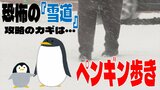 カギとなるのは「ペンギン歩き」! 身近に潜む『恐怖の雪道』 ツルツルのアイスバーンを安全に歩くコツとは? 関東甲信地方で警報級の大雪の恐れなくなるも注意したい路面凍結【大雪情報・午前5時現在更新】 | 青森のニュース│ATV NEWS│青森テレビ