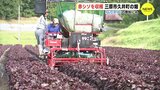 赤シソを収穫 「ふりかけ」の原料にも　広島･三原市 久井町の畑　|　RCC NEWS | 広島ニュース | RCC中国放送