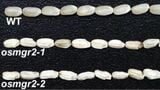 イネの種子の発育と食味に影響するマグネシウム輸送体を発見【岡山大学】|TBS NEWS DIG