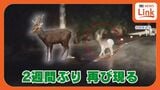 やんばるに本来いないはずのシカ 2週間ぶりに再び目撃 記録的豪雨災害も生き延びたか | 沖縄のニュース|RBC 琉球放送