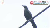 なぜカラスは人を襲う?冬場に追い払ったカラスとは別? 専門家に聞いてみると… | 熊本のニュース|RKK NEWS|RKK熊本放送