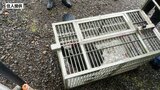 岩手県八幡平市の住宅敷地内に侵入したクマ1頭を捕獲 けが人、物的被害なし|TBS NEWS DIG