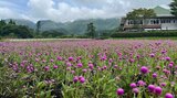 くじゅう花公園 鮮やかな白や紫がいやしに… 夏の花「センニチコウ」咲き始める 大分・竹田市 | 大分のニュース|OBS NEWS|大分放送